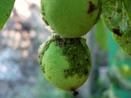 Image result for antraknóza ořešáku