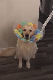 40 Insanely Cute Dog Halloween Costumes That You Need To See Cute Dog Halloween Costumes Puppy Halloween Costumes Dog Halloween Costumes Funny