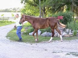 Image result for Grace Silver 1988 Colt