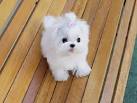 Maltese Puppies for Sale | Premier Pups located in Ohio