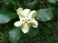 Image result for Voacanga bracteata