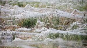 It produces highly toxic venom from it's large fangs and can cause death if. Pin On Visually Interesting Things