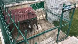 Bursa Da Kopek Havlamasi Yuzunden Cifte Cinayete Cifte Muebbet Istemi Sanal Basin