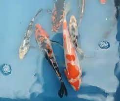 35 Ideas For Ornamen Ikan Koi Tasya Kuhl