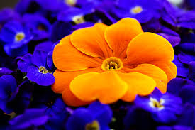 Check spelling or type a new query. Large Orange Flower Among The Blue Flowers Desktop Wallpapers 1024x1024
