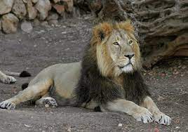 Felid The Big Cats Of India Asiatic Lion Lion Species Indian Lion