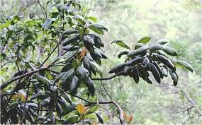 Image result for Synsepalum passargei