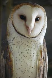 Lechuza Blanca Wallpaper Animals Beautiful Owl Pictures Barn Owl Todos los pedidos recibidos en la tienda online de lechuza entre el 29.12.2020 y el 03.01.2021 macetas y balconeras de alta calidad con sistema de riego inteligente de lechuza. lechuza blanca wallpaper animals