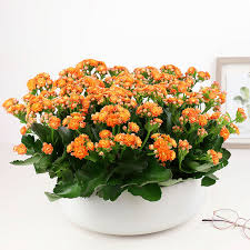 Image result for Kalanchoe