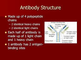 Rather, the amino acids lying close to one another in the linear polypeptide. Clonal Selection Antibody Structure Made Up Of 4 Polypeptide Chains Made Up Of 4 Polypeptide Chains 2 Identical Heavy Chains 2 Identical Light Chains Ppt Download