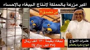 اكبر مزرعة انتاج ببغاء بالمملكة انواع لن تصدق اسعارها حسين البقشي youtube