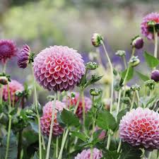 Get hot deals on beautiful flowers and floral arrangements at avas flowers. 30 Pink Flowers For Gardens Perennials Annuals With Pink Blossoms