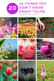 20 Fascinating Tulip Facts You Need To Know Tulips Tulips Garden Most Beautiful Flowers