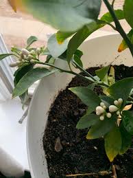 We did not find results for: Is There Such Thing As Too Many Flowers On A Meter Lemon Tree First Timer Lemon Tree Owner Gardening