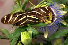 Maybe you would like to learn more about one of these? Garden Q A Creating A Butterfly Garden In Your Yard