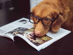 Enter zip code or enter city, state. Pet Food Product Ads Examples Of Google Facebook Ads Markitors