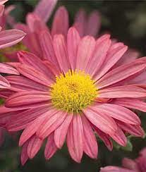 Pin On Edible Garden Yard