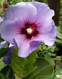 Последние твиты от sharon row (@sharonrow5). Hibiscus Syriacus Rose Of Sharon Varieties Paramount Plants Uk
