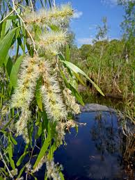 Image result for Melaleuca leucadendron