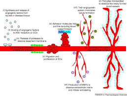 Image result for Angiogenesis