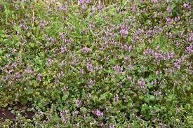 Its actions are pleasant, but at the same time heavy. Spring Weeds To Look Out For Texas Weeds That Overwinter