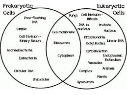 We did not find results for: Life Science Venn Diagram Manipulatives By Seriously Science Tpt