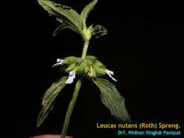 Image result for Leucas