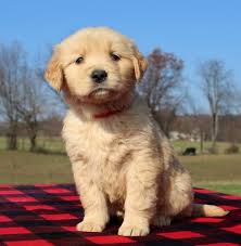 Golden retriever puppies are adorable and if you are buying one of your own, sometimes making a choice can be difficult. Golden Retriever Puppies For Sale Golden Retriever Puppies For Sale