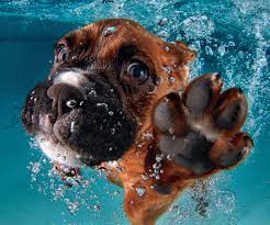 Pin De Carolyn Hren En Nyryayushie Sobaki Seth Casteel Perros Boxer Perro Raza Boxer Boxers Perro