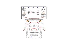 Image result for Sarcoptes scabiei life cycle