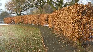 Image result for Živý plot z habru