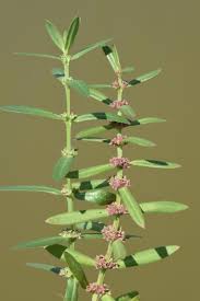 Image result for Ammannia baccifera