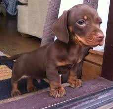1,984 likes · 17 talking about this. Chocolate Dachshund Puppies Images