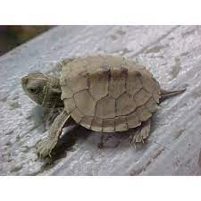 Map Turtle Cb Baby Strictly Reptiles Inc