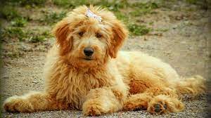 The goldendoodle is a cross between a golden retriever and a poodle.originally developed in australia and the united states as an assistance dog suitable for allergy sufferers, the. Goldendoodle Puppies Complete Dog Breed Information Petmoo