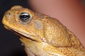 The poison is then absorbed through mucous membranes such as the eyes, mouth, and nose. New Research Finds Cane Toads Use Poison As A Last Resort