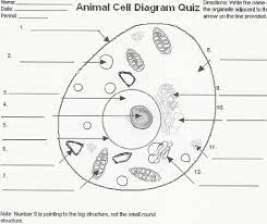 Cell membrane cell membranes are located in both plant and animal cells. Animal Cell Parts Part 1 Diagram Quizlet