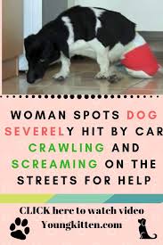 Dogs Puppy Video Story Dogs Rescue Video Story Animal Video Stories Pets Rescue Video Story Dogs Puppies Animals Dogs Blind Dog Animal Rescue Stories