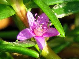 Image result for Sesuvium