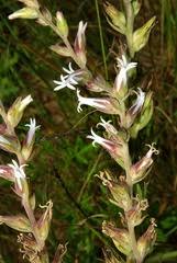 Image result for Justicia anagalloides