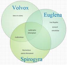 Drawing spirogyra under microscope labeled. 31 Diagram Of Spirogyra With Label Labels For You