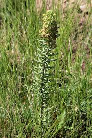 Image result for Sebaea sedoides