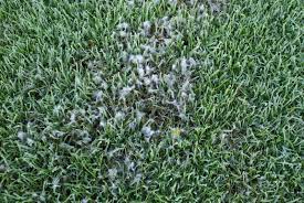 Pythium Root Rot And Pythium Blight Pythium Root Rot Causes Poor Growth As A Result Of Rotten Roots Small Bleached Pat Healthy Lawn Powdery Mildew Turf Grass