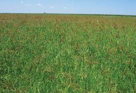 Image result for Anthephora pubescens