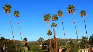 Washingtonia filifera, also known as desert fan palm, california fan palm, or california palm, is a flowering plant in the palm family (arecaceae) native to the far southwestern united states and baja california. Palm Tree Pasadena Morning 1 Stock Footage Video 100 Royalty Free 3315989 Shutterstock