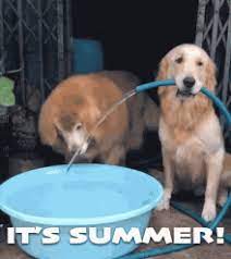 Just a summer kind of girl. Summer Gifs Tenor