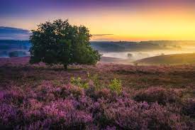 81 , 6 % вода: Krasota Niderlandov V Snimkah Alberta Drosa Beautiful Scenery Sunset Landscape Photography Scenery
