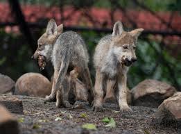 It adds more types of wolves to the overworld, nether and end, as well as some new items that can help wolf owners play with & protect their canine friends. Mexican Wolf Breeding Program Gets Boost From Zoo Mexican Mexico City Sonora Wolves North America The Independent