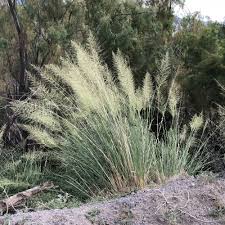 Image result for Sporobolus mauritianus