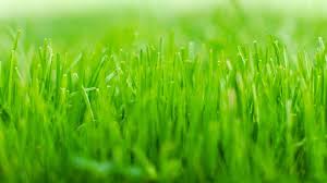 green grass wallpapers hd green grass hd 1920x1080 wallpaper teahub io teahub io